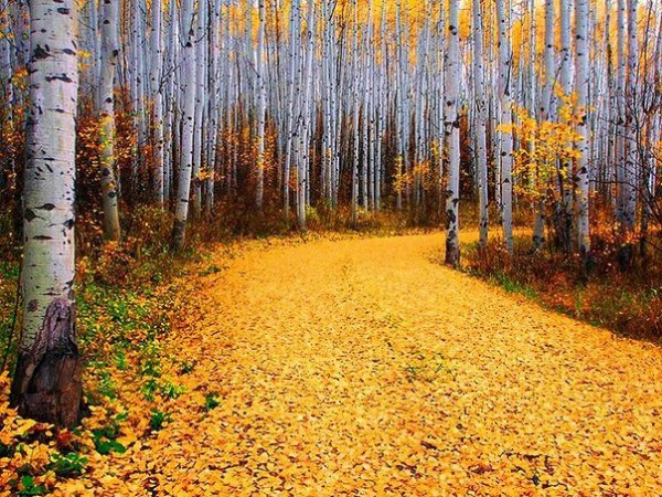 осенний березняк
