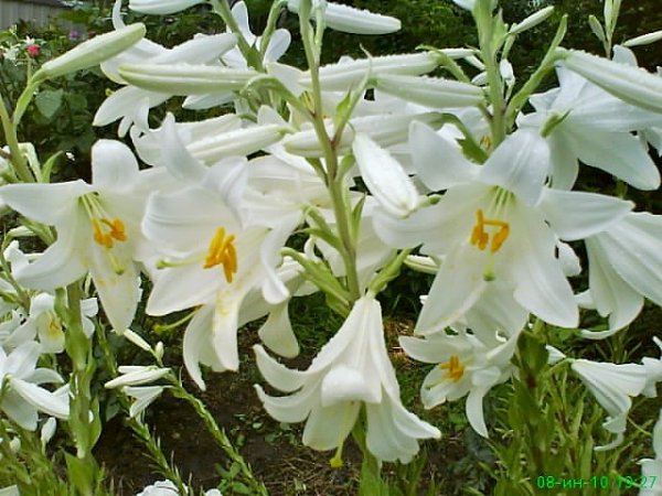 DSC00401