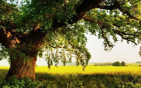 деревья 102358