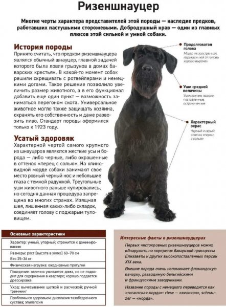Ризеншнауцер