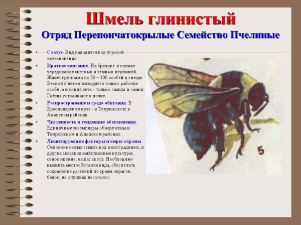 Шмель глинистый