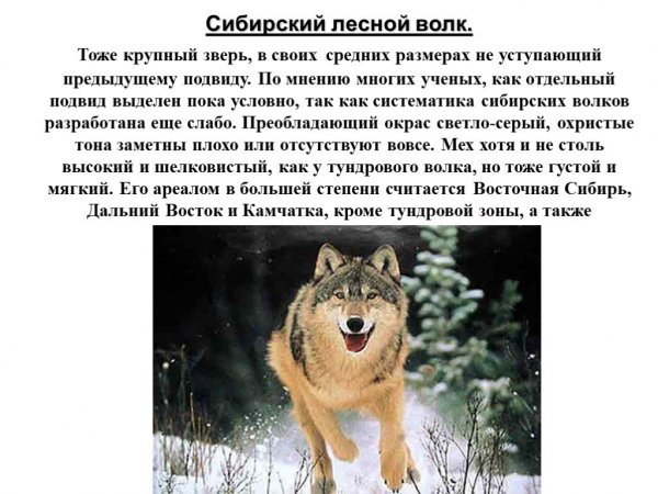 Сибирский лесной волк