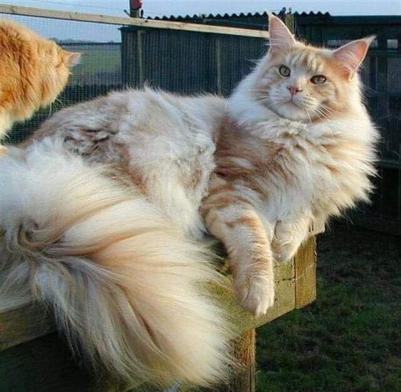 норвежская лесная кошка