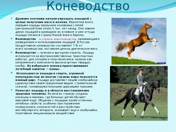 Коневодство