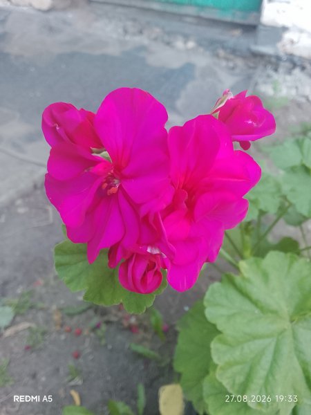 Герань цвет фуксия