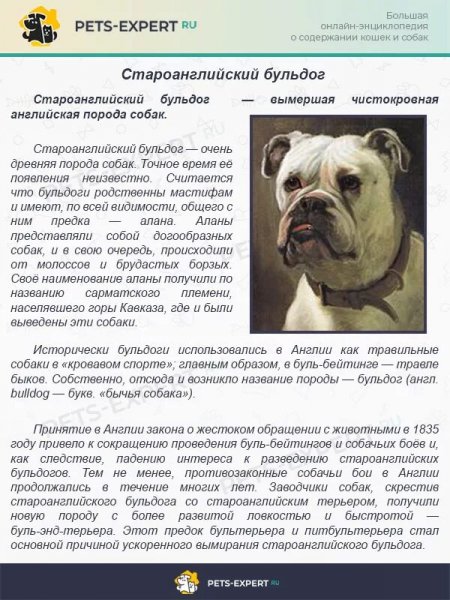 Староанглийский бульдог