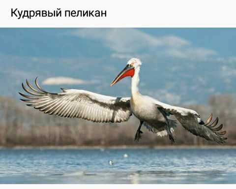 пеликан 095302