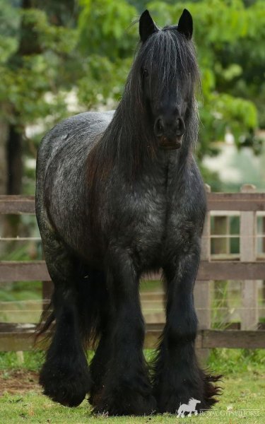 Horses love