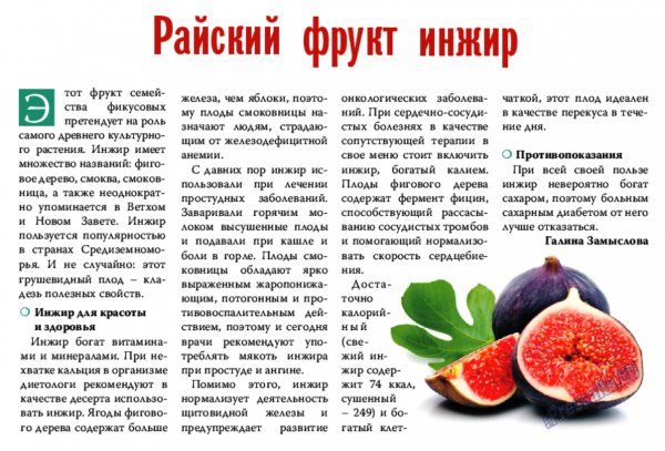 Инжир