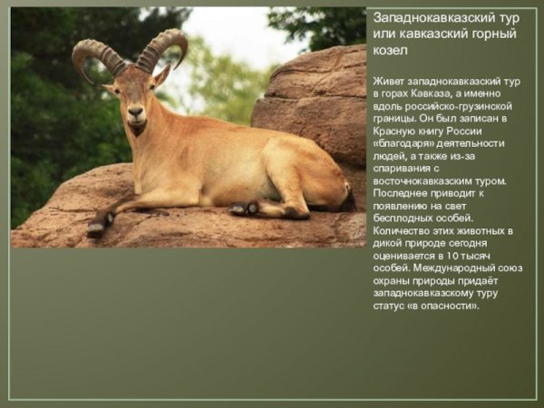 Горный козёл