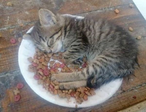 Чтобы никто не съел, пока сплю .. The Purr-fect Cuddle 1st