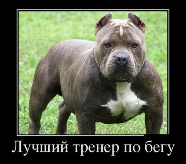 Yumor-dnya 47618