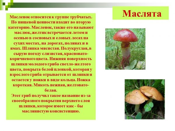 Маслята