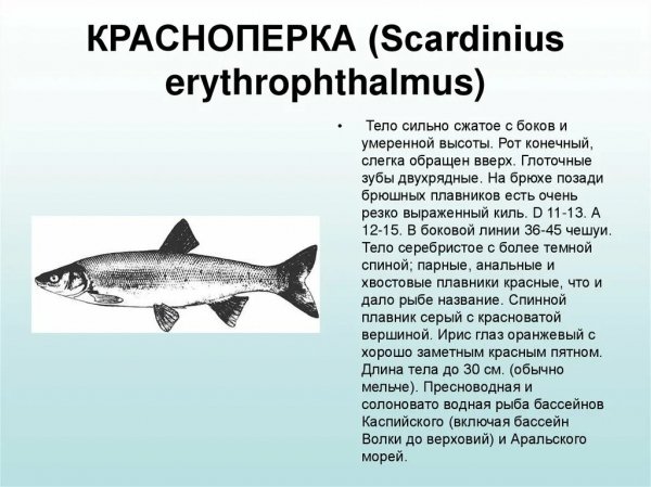 Красноперка