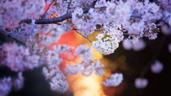 Cherry-blossom-tree-nature-4k 176@5@s