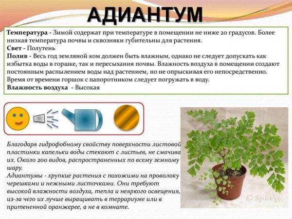 Адиантум