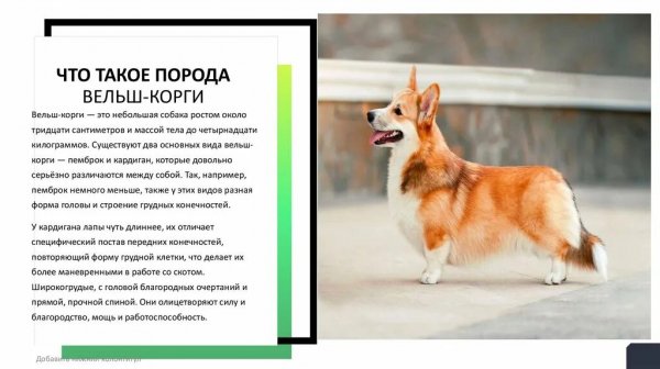 Вельш - корги