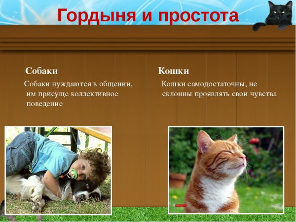 Кто-умнее-собаки-или-кошки