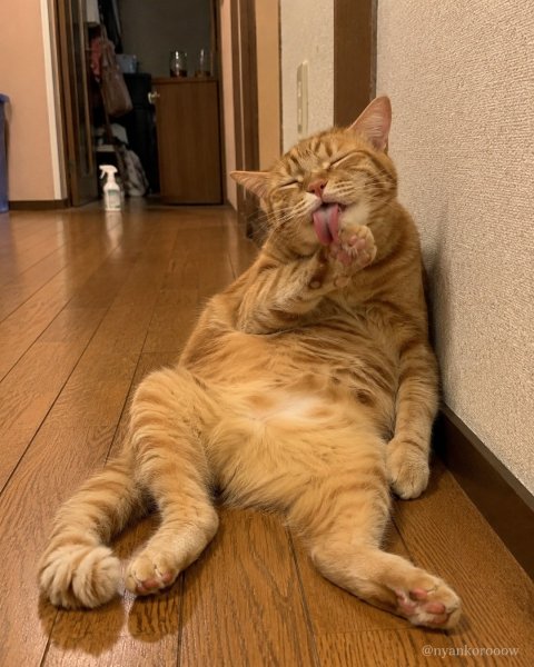 Nyankorooow 2afe0b019a614ec2983fb17728bcbdb9