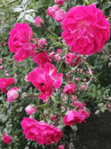 image (3) (11)
