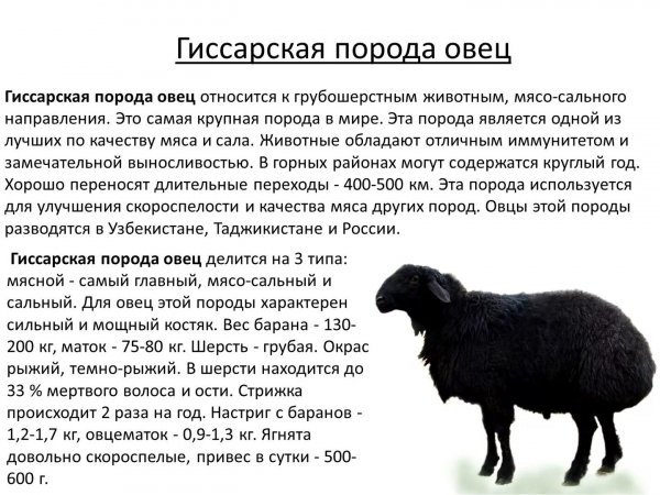 &amp;quot;Гиссарская&amp;quot;