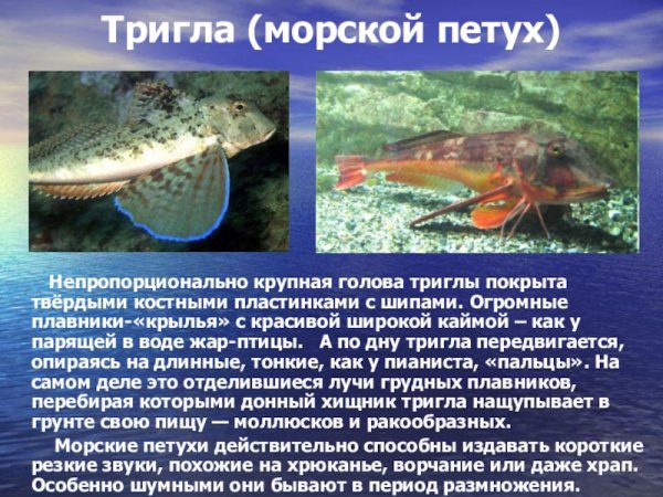 Тригла