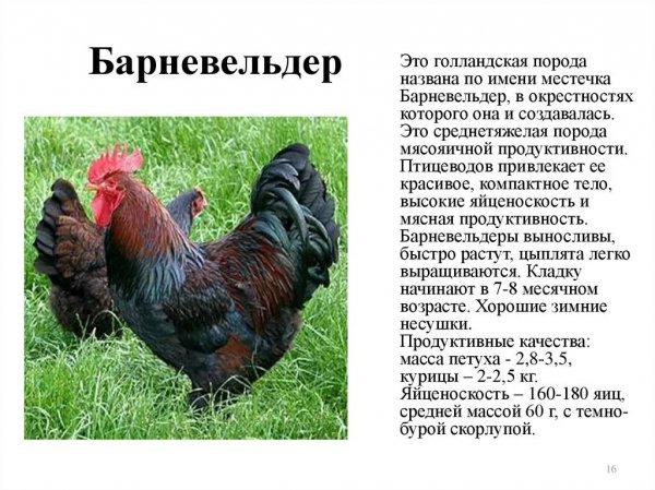 Барневельдер