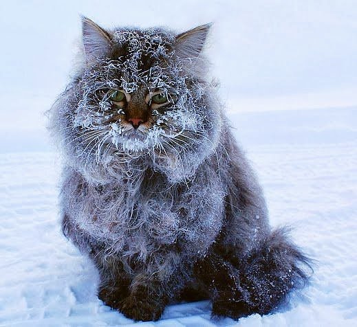 КОТ