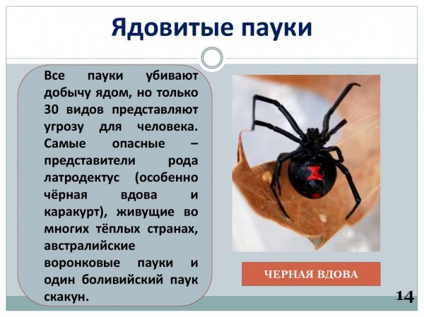 Ядовитые пауки