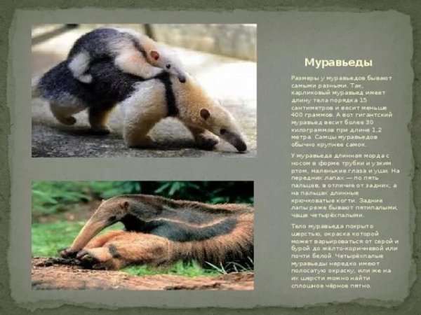 Муравьеды