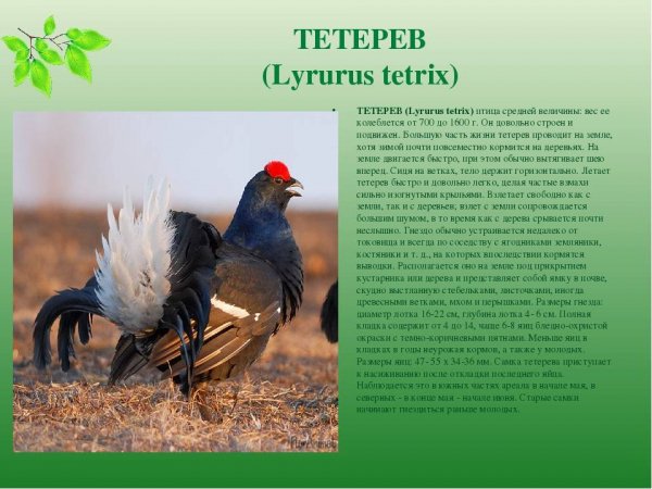 Тетерев