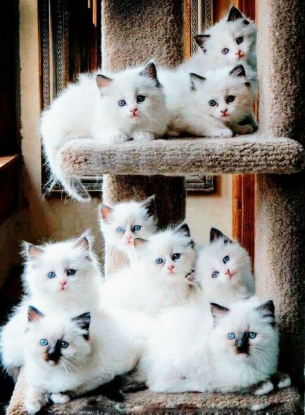 котята 030001