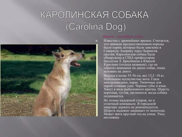 Каролинская собака