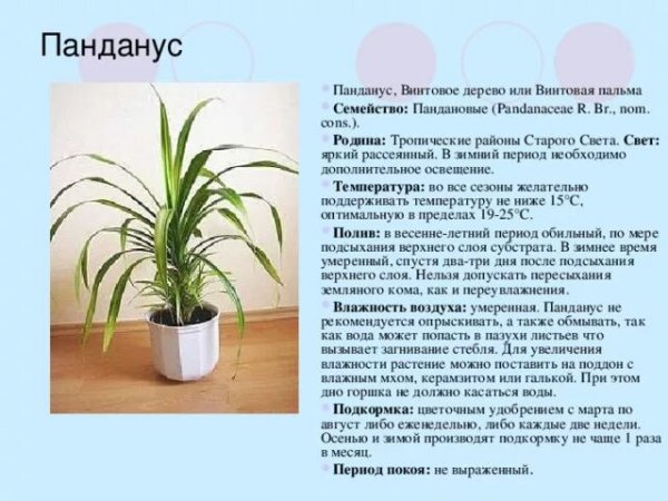 Панданус
