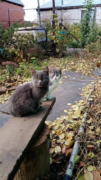 Котятки