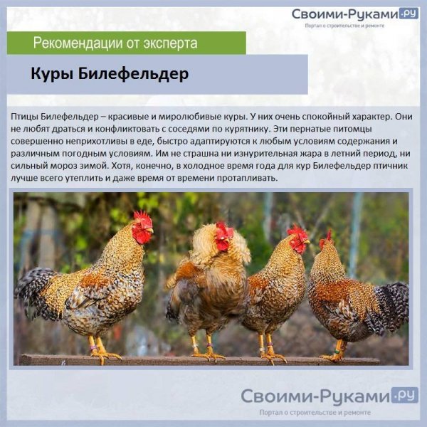 Билефельдер