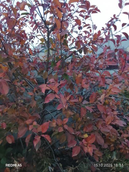 picture_398632815