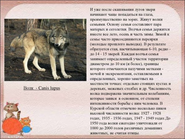 Волк