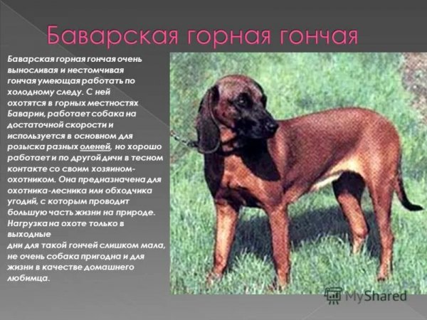 Баварская горная гончая
