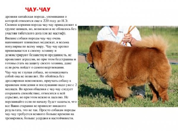Чау - чау