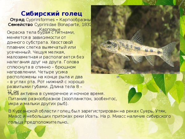 Сибирский голец