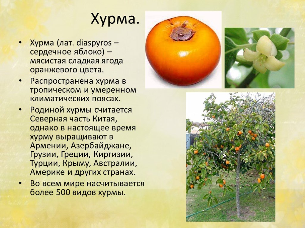 Хурма