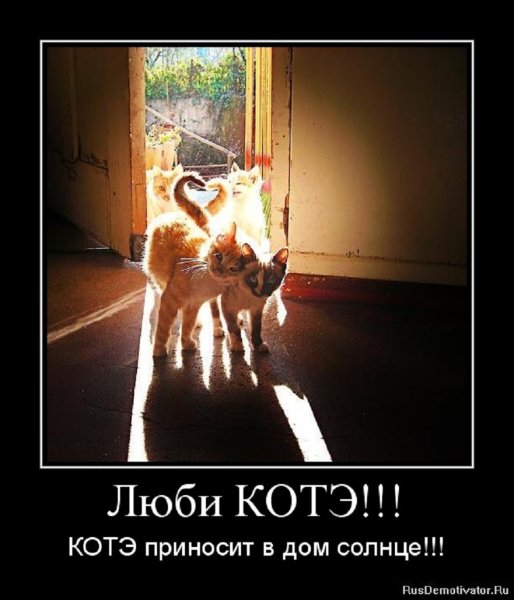 Люби котэ...