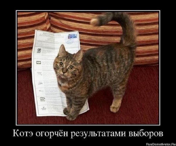 Котэ огорчён