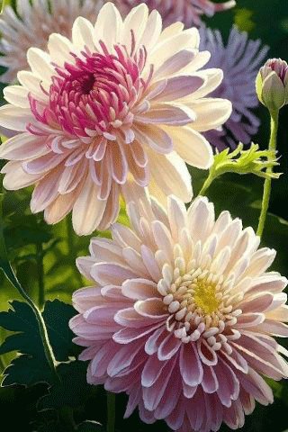 file_98111010