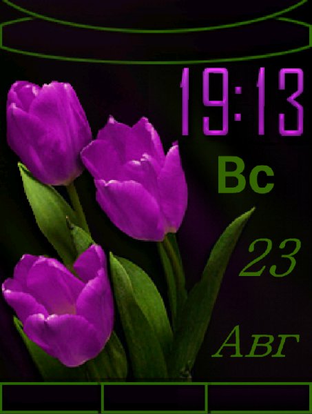 Тюльпаны