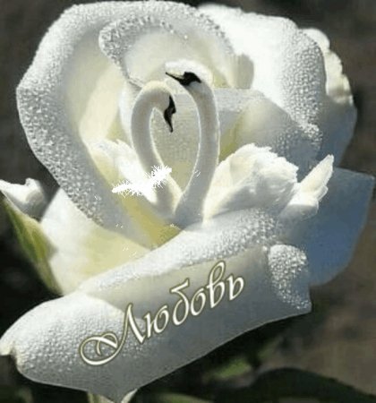Любовь Лебеди