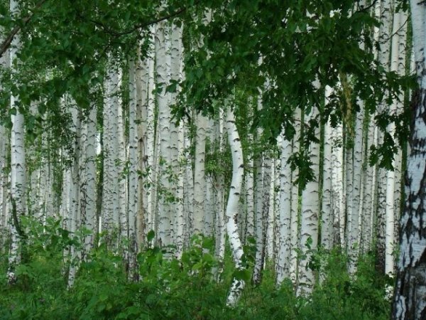Роща