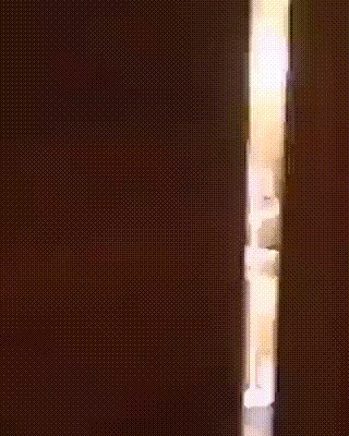 Собака-блогер...