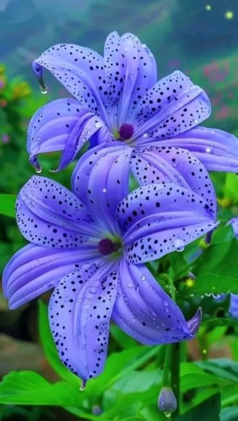 file_96269969